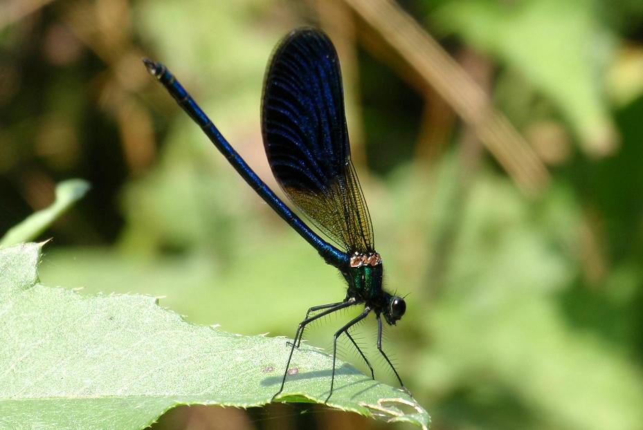 Calopteryx splendens da confermare